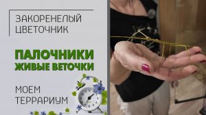 У меня в гостях. Палочники. Живые веточки. Моем террариум. Необыкновенные домашние питомцы.