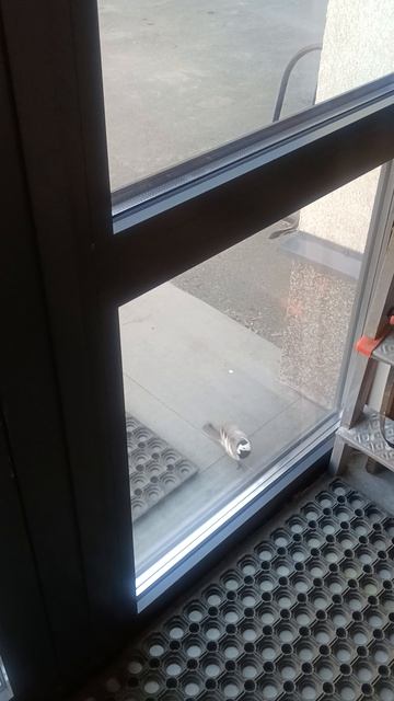 Трясогузка