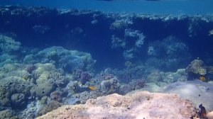 риф у Baron Resort PA280031