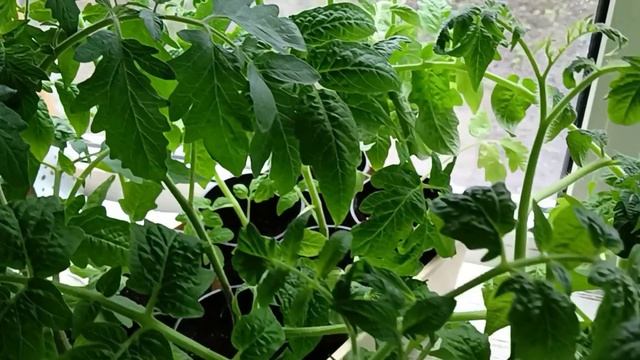 Крепкая рассада томатов, залог хорошего урожая