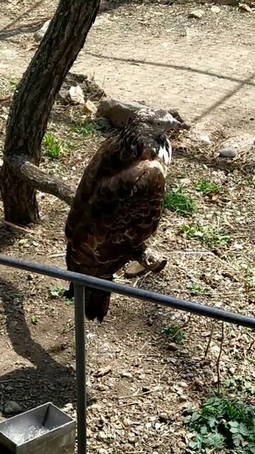 Хохлатый осоед.