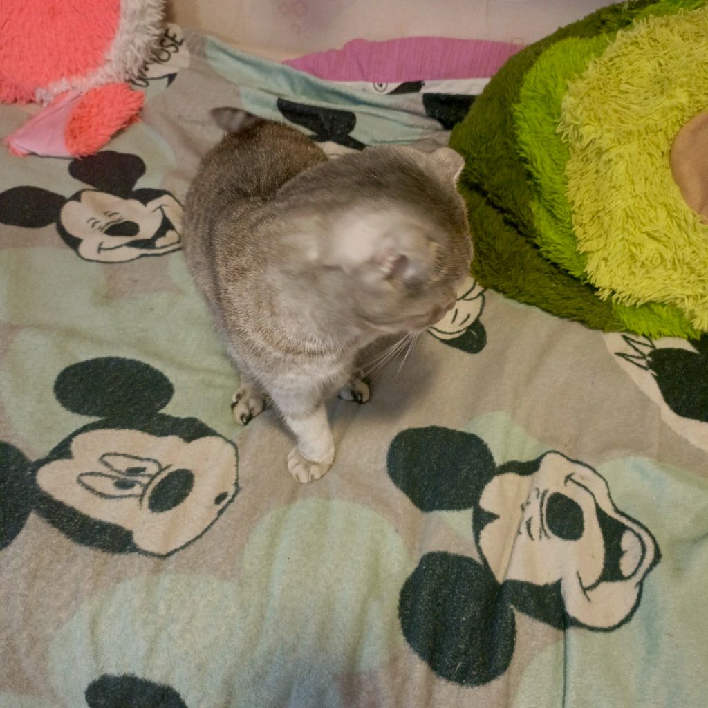 мой милый кот басюша