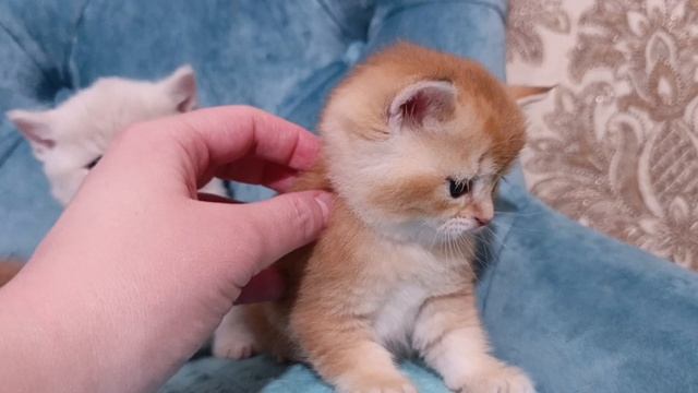Котята Шотландские