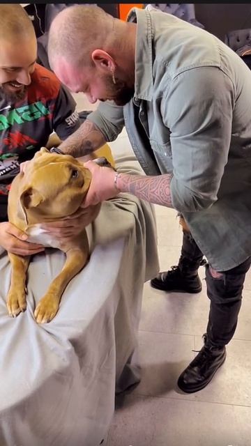 костоправ животных