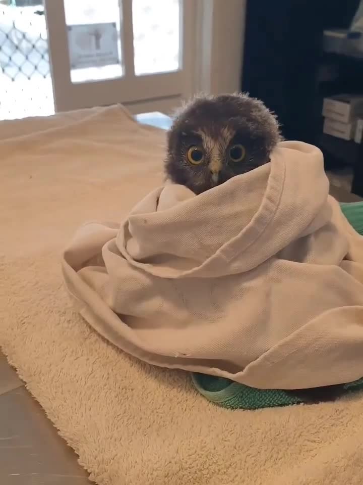 #видео #животные #Милые