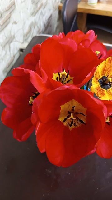 Тюльпанчики 🌷