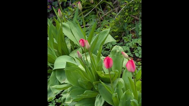 Пробуждение природы