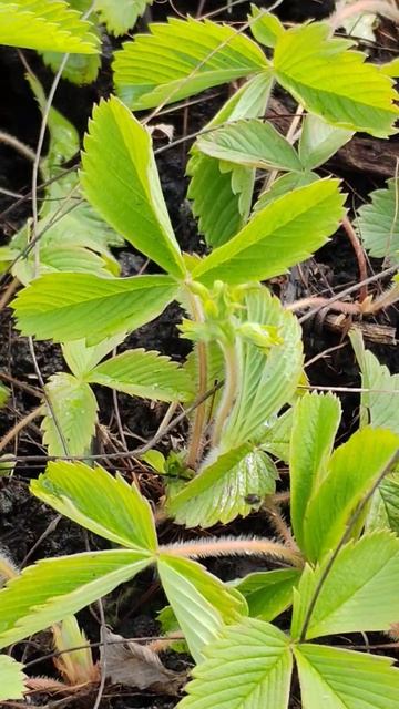 Как построить Дом ✅ 
Сажаем клубнику✅✅✅ на ягоду и рассаду✅