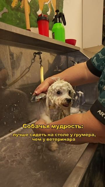 Груминг Барнаул