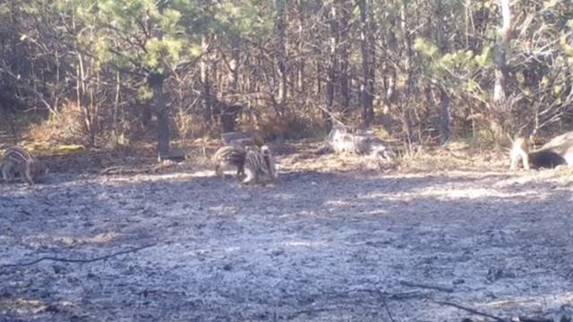 Кабанчики фото ловушка