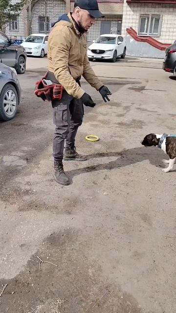 Коррекция поведения неуправляемого бультерьера