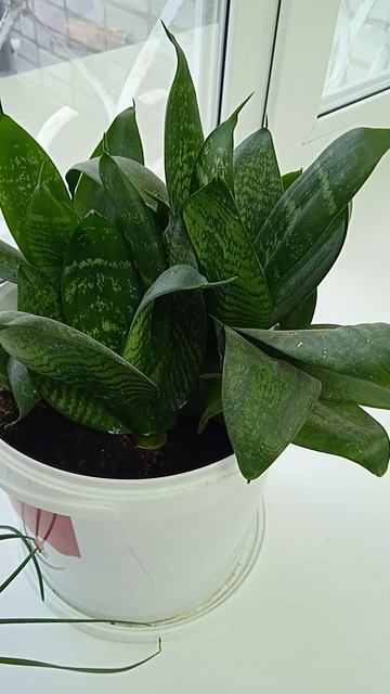 Сансевиерия низкорослая компактное  растение для подоконника