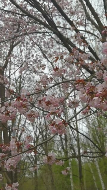 Японский сад Главного Ботанического сада им.Цыцина.