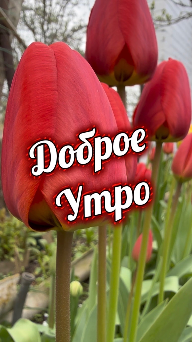 Доброе утро! Песня и пожелания доброго утра