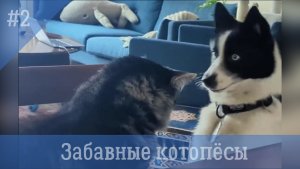 Забавные котопёсы #2. Сборник смешных видео с собаками и котами.