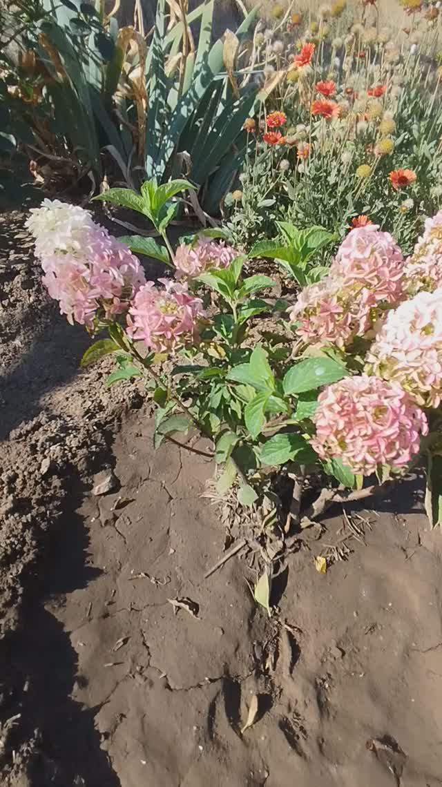 Метельчатая гортензия  Фрайз Мельба.