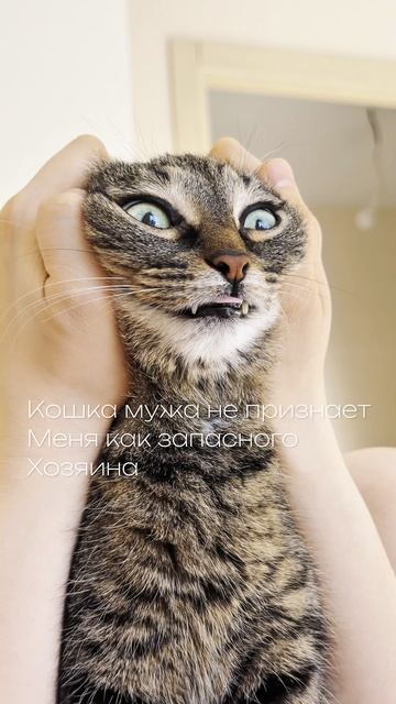 КОШКА НЕ ПРИЗНАЕТ МЕНЯ ЗАПАСНЫМ ХОЗЯИНОМ