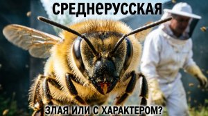 Среднерусская пчела: злая или просто характер? Отвечает профессор Кашковский 🐝😤