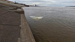 Обь. Речвокзал. 30.04.2026 г