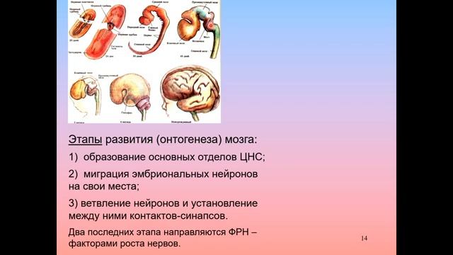 Мозг_ как он устроен и работает - Лекция 10