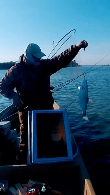 жерех идет на пилькер #жерех # рыбалка #волгакаспийский #рыбалка