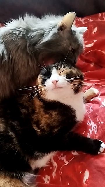 Я, конечно, тоже плох: без глаза  и хромаю.
Знаю: у тебя нет блох,
Но поищу, родная.