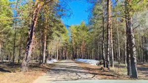 Природа Коми в апреле 2026 г.Выезд в лес.