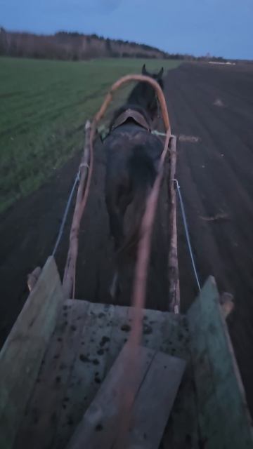 Целый день запряжка в телегу