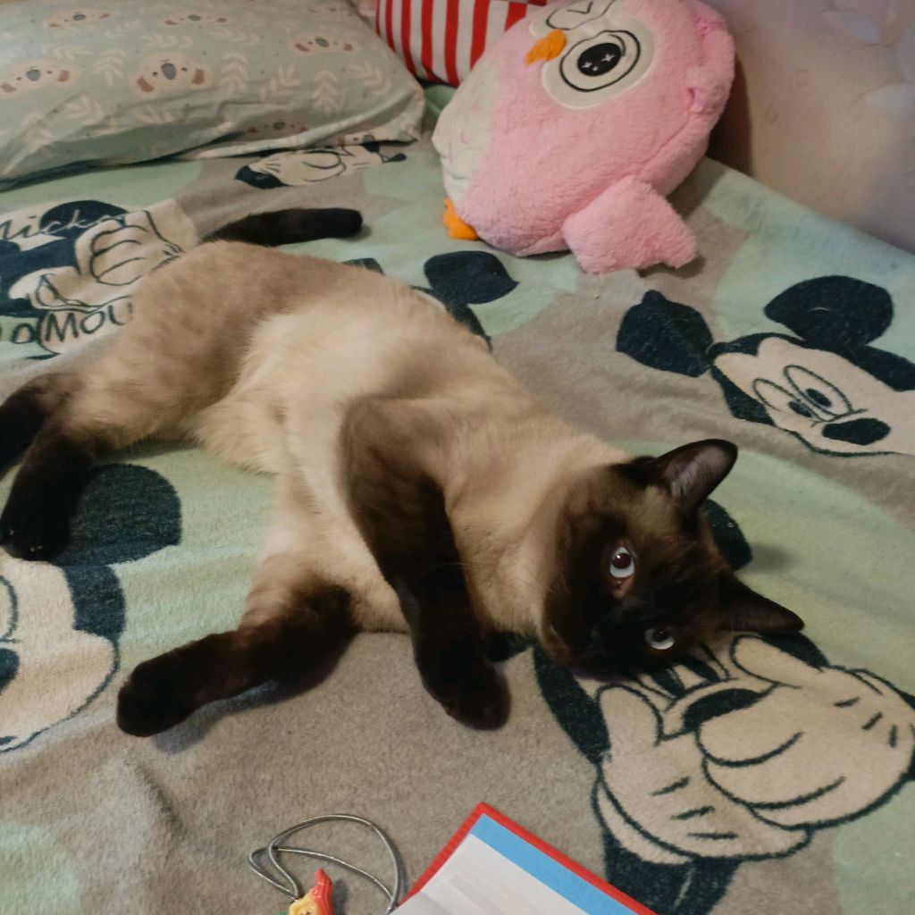 мой милый кот чупасик