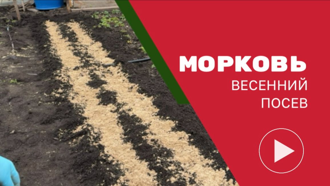 Посадка моркови: мой способ посева моркови