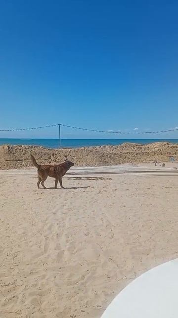 анапа пляжи новый песок