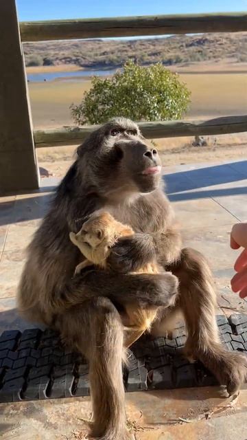 Такой концовки я и сам не ожидал (284)