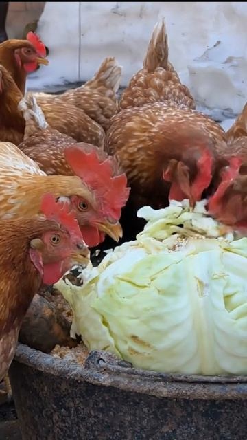 Куры уплетают за обе щеки, а я собираю яйца ведрами 🐓🐔🥚