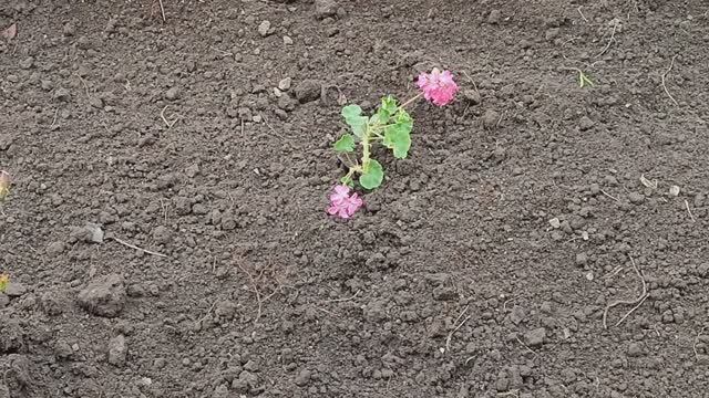 Весенние работы в палисаднике