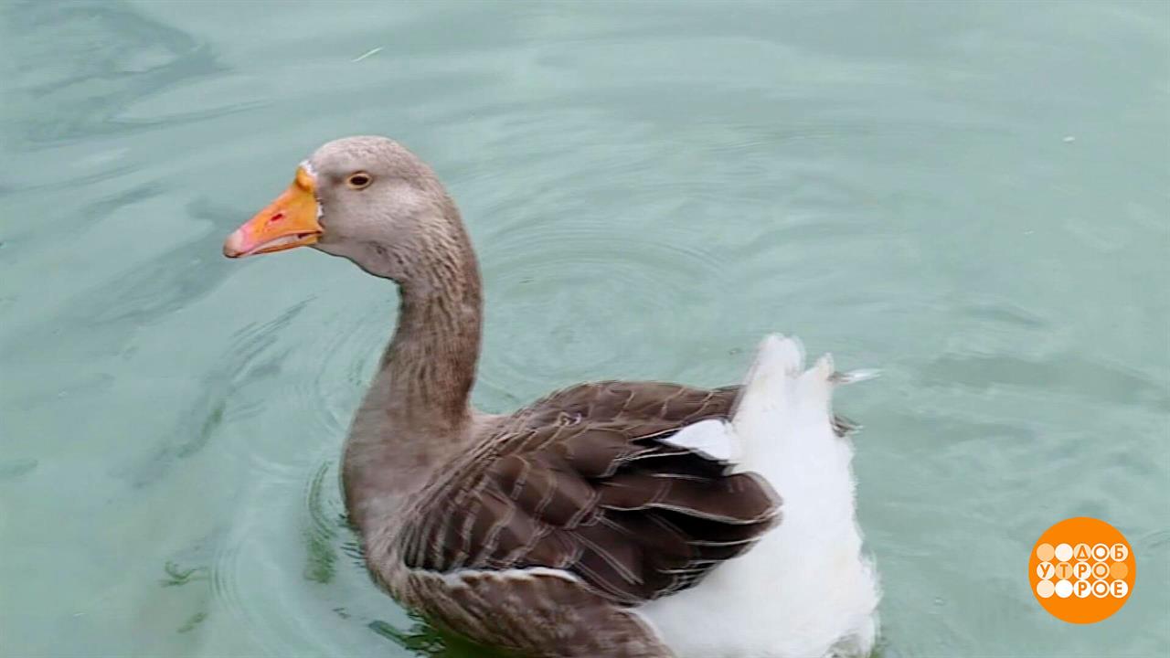 Гуси прилетели! А мы их посчитали... Доброе утро. Фрагмент выпуска от 30.04.2026