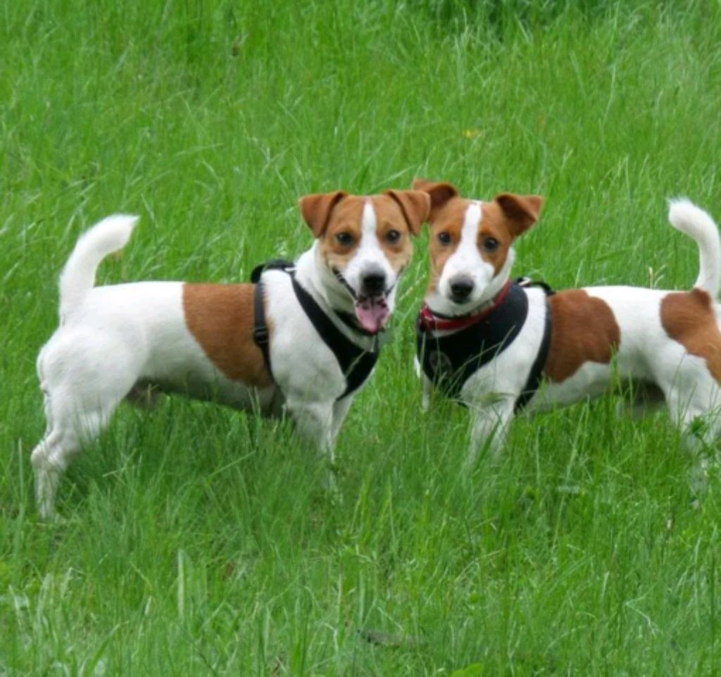 🐶❣️🐕вещи с собаками🐕. ❣️🐶