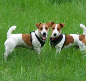 🐶❣️🐕вещи с собаками🐕. ❣️🐶