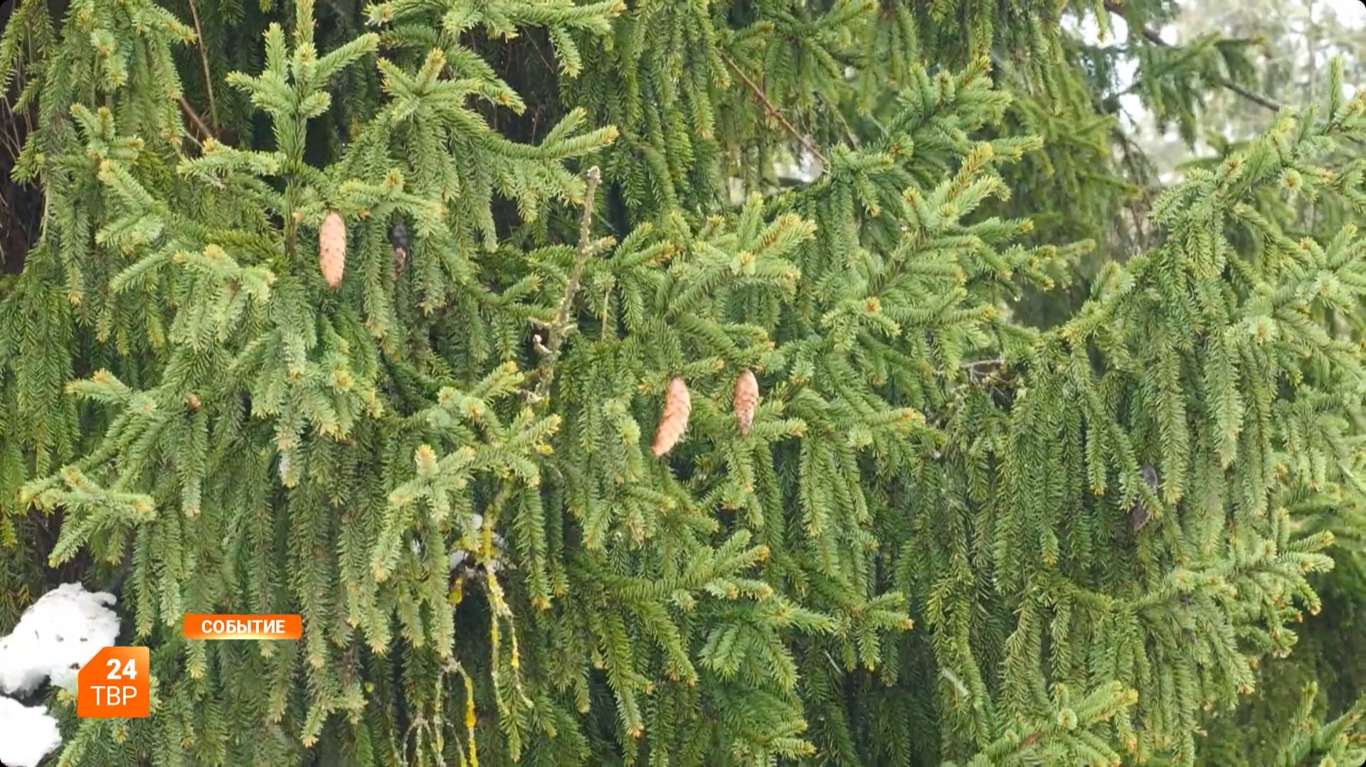 Прогноз погоды