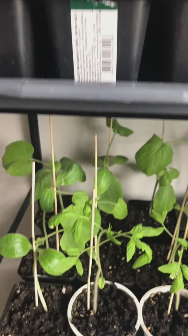 Какую рассаду будем сажать с Альфушкой в этом году