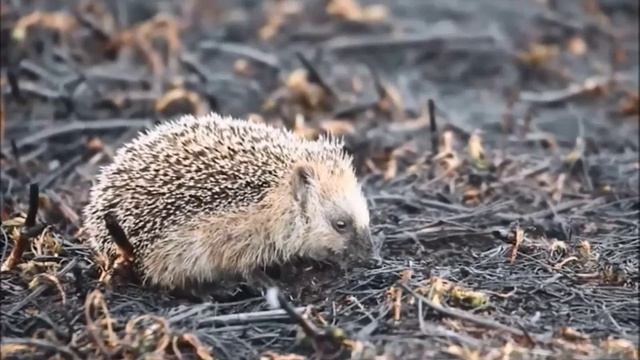 Приложение 1. Видеоролик