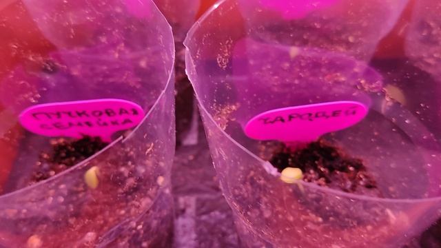 обзор всходов огурцов 30.04.26
#ясПартнером_1этап