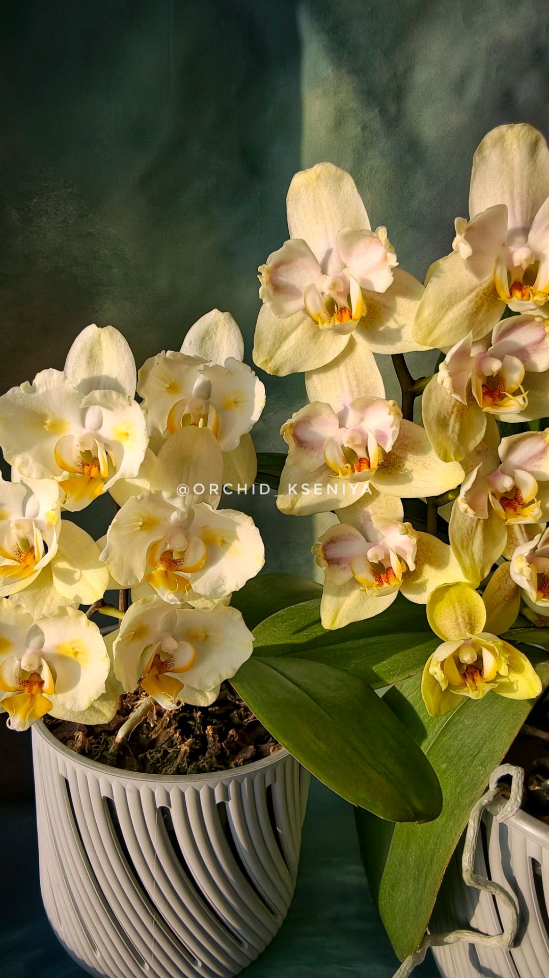 Phal. Golden Jaguar🌼 Старый голландский сорт орхидеи Голден Ягуар в двух мутациях: бантик и бабочка