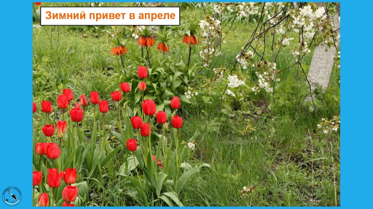 Ростовская область, северо-запад. 30 апреля 2026. Цветы и дождь с градом