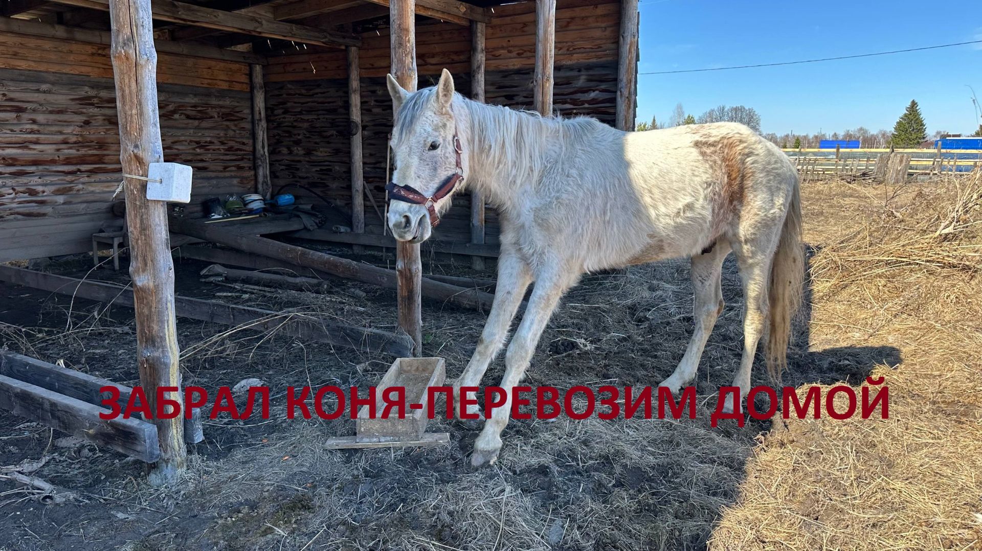 ЗАБРАЛ КОНЯ/ПЕРЕВОЗИМ ДОМОЙ