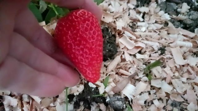 Не теряйте меня. В ТРАВЕ МЕНЯ НЕ ВИДНО) Жизнь в станице.