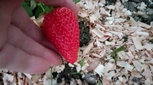 Не теряйте меня. В ТРАВЕ МЕНЯ НЕ ВИДНО) Жизнь в станице.