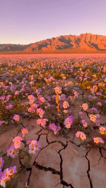 В Долине смерти в США случилось редкое суперцветение — такое бывает примерно раз в десятилетие