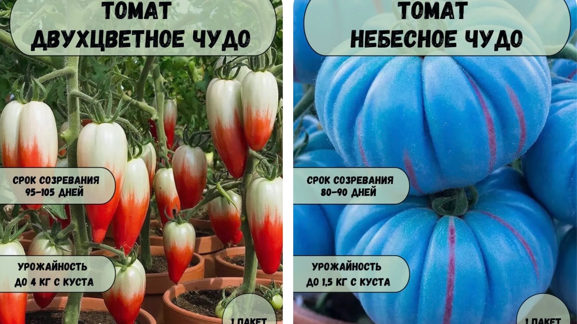 Небесное чудо,Двухцветное чудо проверка существования сортов.Огород в квартире.