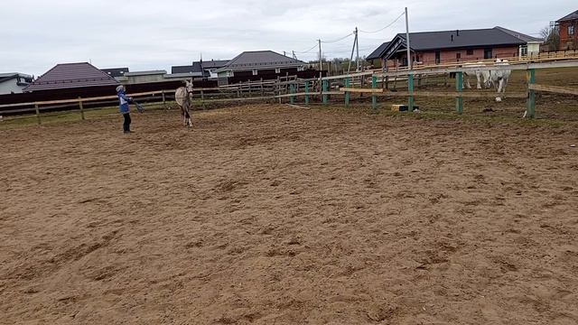 #жизнь_Аликорна 30.04.26 Рарити наконец-то вышла погулять)