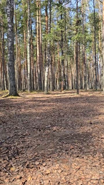 Крутой квадроцикл для веселья и покатушек 